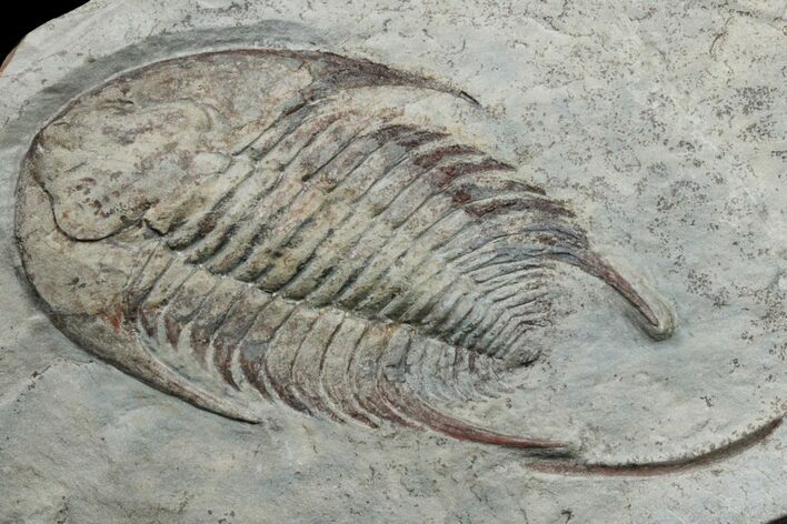Lower Cambrian Trilobite (Neltneria) With Pos/Neg - Issafen #171556